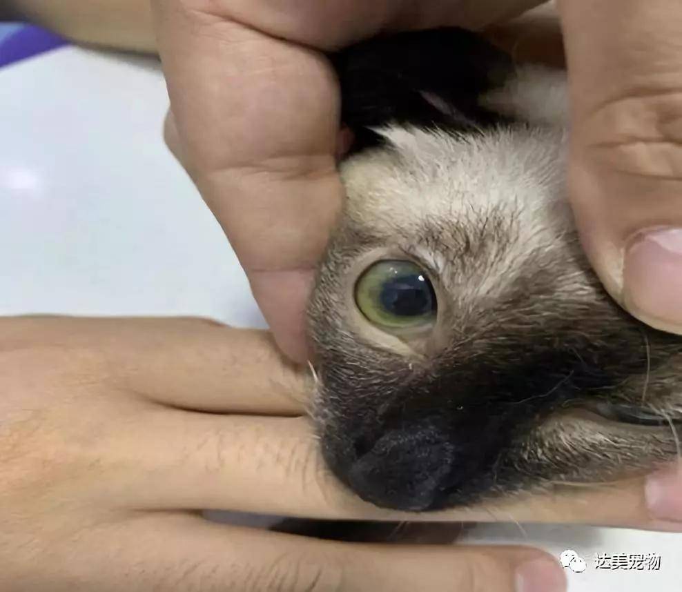 有此"神器"让胆汁淤积的动物不再迷茫!