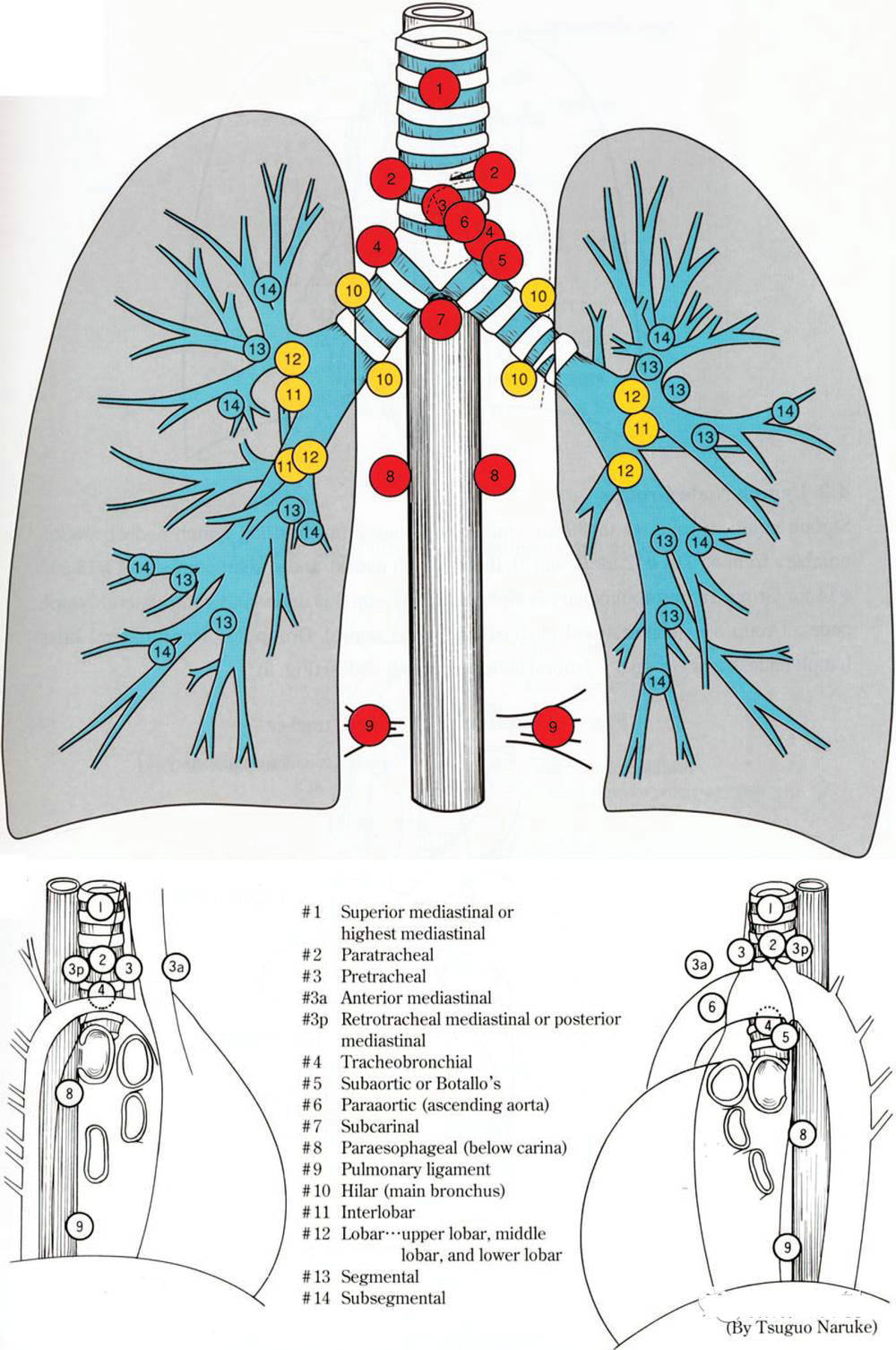 肺淋巴结分区示意图图片
