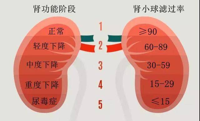 4期:腎衰竭期,濾過率15-29(肌酐約443-707);3期:失代償期,濾過率30-59