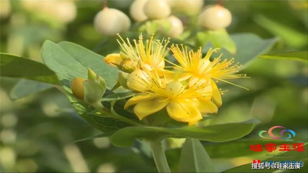 小小火龙珠 铺出火红致富路!_种植