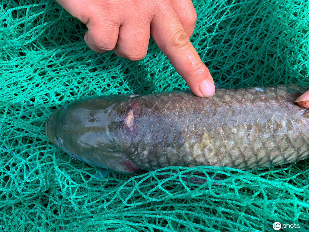 广西梧州浔江再次发生大量鱼类死亡事件