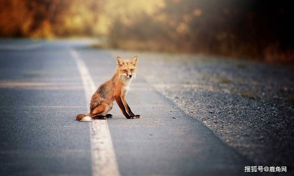 这些居住在伦敦的狐狸,可能正在进化到与人类并肩生活