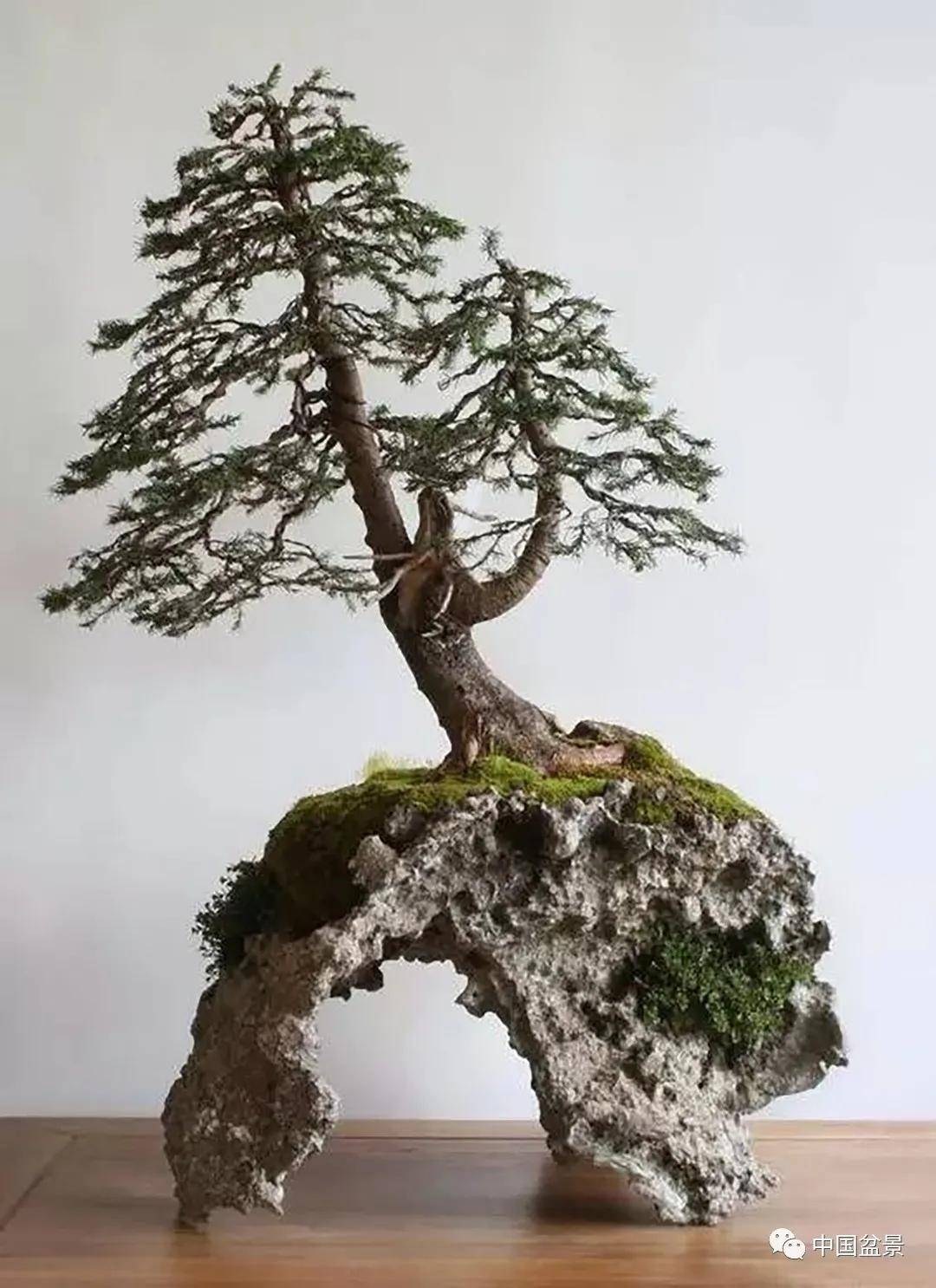 制作附石式盆景的关键技术要点