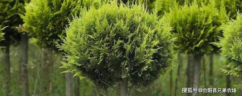 紫玉兰苗木