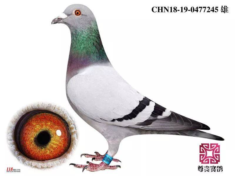 名鸽福雷迪绝版直子多少人梦寐以求的鸽子