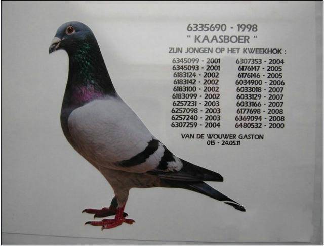 法国鸽子品种图片