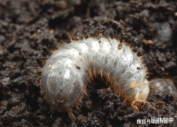 在进行紫荆栽植时,可以使用多菌灵,敌磺钠等杀菌剂,对根部进行简单的