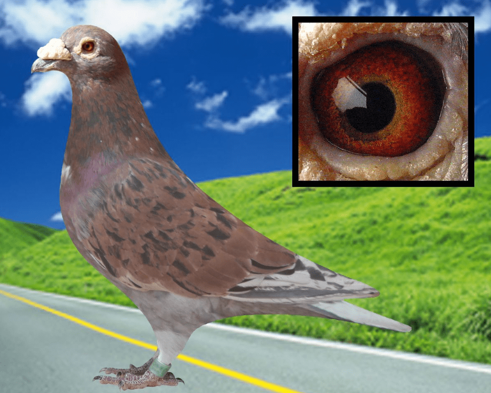 西翁父子是人类260多年赛鸽育种的开拓者,从1910年至2012年,西翁鸽系