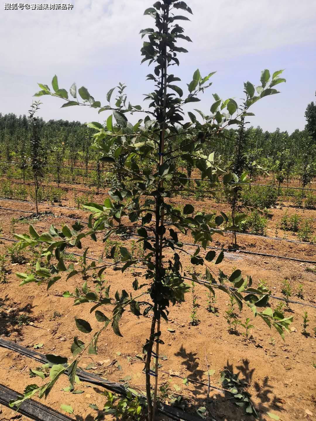 鲁丽苹果苗科学化拉枝开角