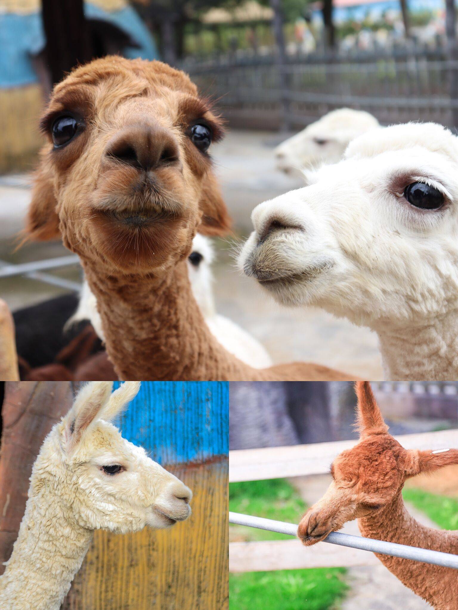 安吉田园嘉乐比之萌宠乐园 必打卡