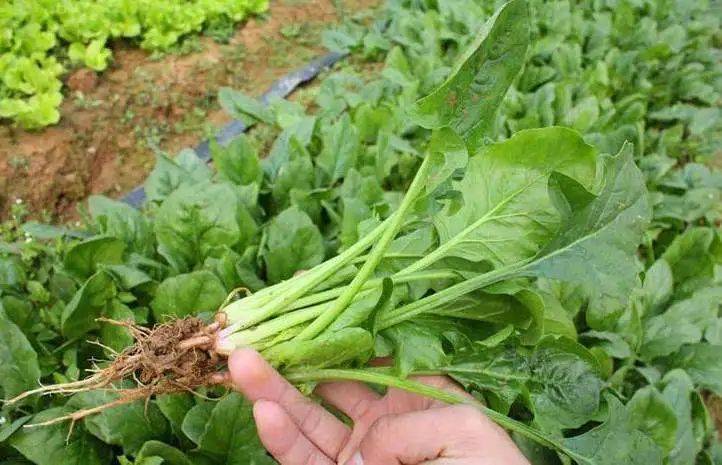 叶菜长得快,一年种多茬,收藏好叶类蔬菜栽培技术!