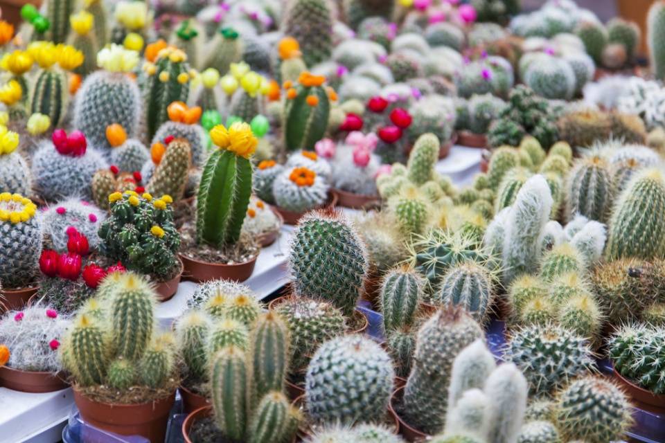 那么这个市场空白的时期也是最好的时候,做护肤或者衣服的人到处都是