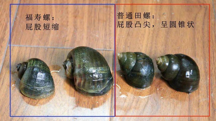 江阴人应天河内惊现大量有害生物请勿随意捕捞