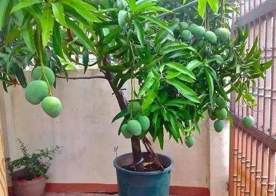 腐烂的芒果不必扔了学会3个小妙招变成化肥营养土盆栽