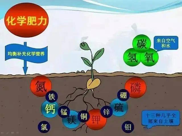 首先,春季的果树抽梢,展叶,需要消耗一定的 氮肥,这时氮的供应是否
