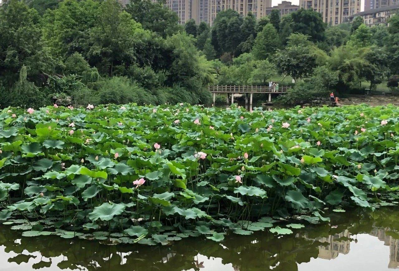 重庆这些荷花开了,太太太太美啦!