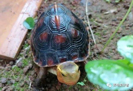 半水龟饲养，更适合造景还是裸缸呢？-搜狐大视野-搜狐新闻