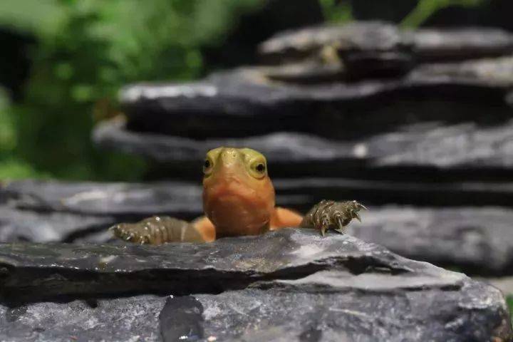 半水龟饲养，更适合造景还是裸缸呢？-搜狐大视野-搜狐新闻