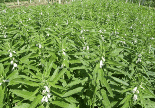 河南驻马店的黑芝麻为什么价值高