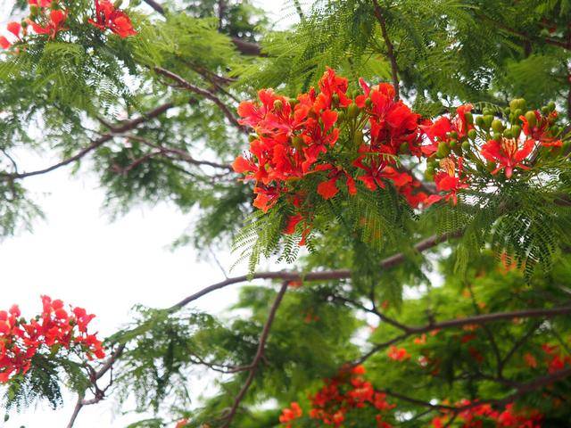 原创六月厦门,满城红花灿烂如云霞,你走过哪一条"凤凰花开的路口"