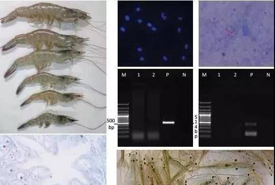 传播快,治愈低生长慢,对虾肝肠胞虫让养殖户损失严重,有效预防就这