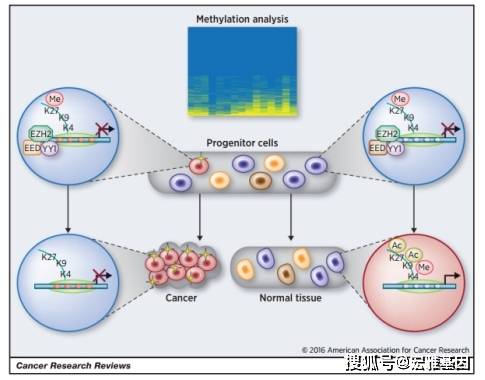 基因甲基化是什麼意思?甲基化與癌症的關係解讀