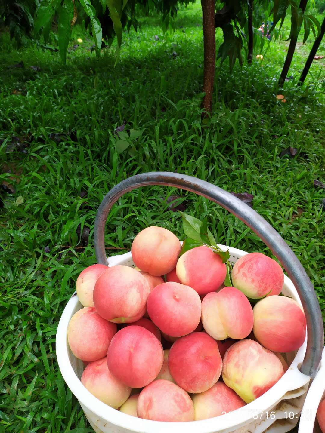 延安女孩买了1箱乾县水蜜桃,到货找卖家发牢骚后又买1箱,为啥?_小猫