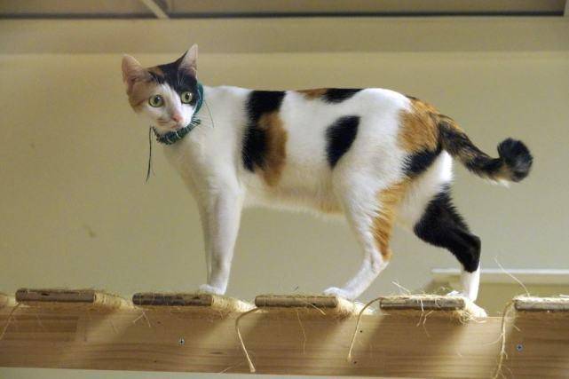 原创猫咪走路时为啥后脚会踩着前脚走过的位置这跟猫咪的祖先有关