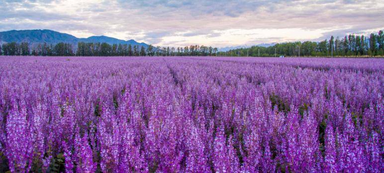 "黔中一绝"天河潭,"五色花海"此时最火爆