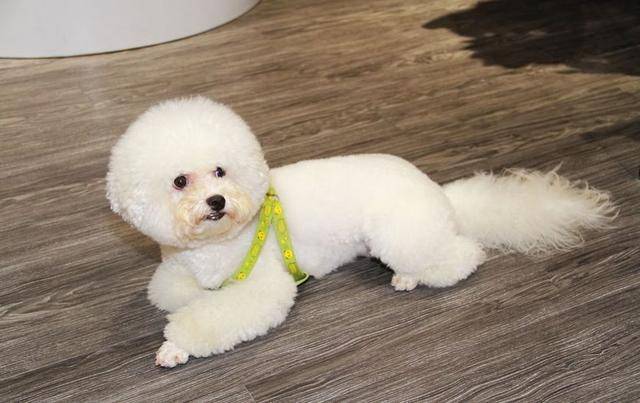 比熊把自己当"人"的6种表现,你家狗狗是"人精"吗?