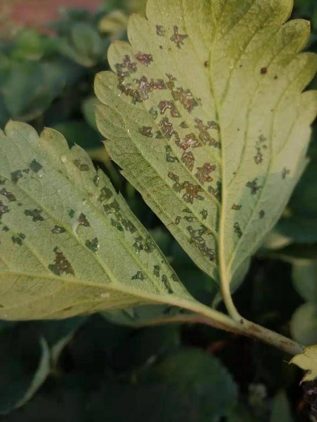 草莓叶片有斑,而且还发黑,这是什么病?严重吗?