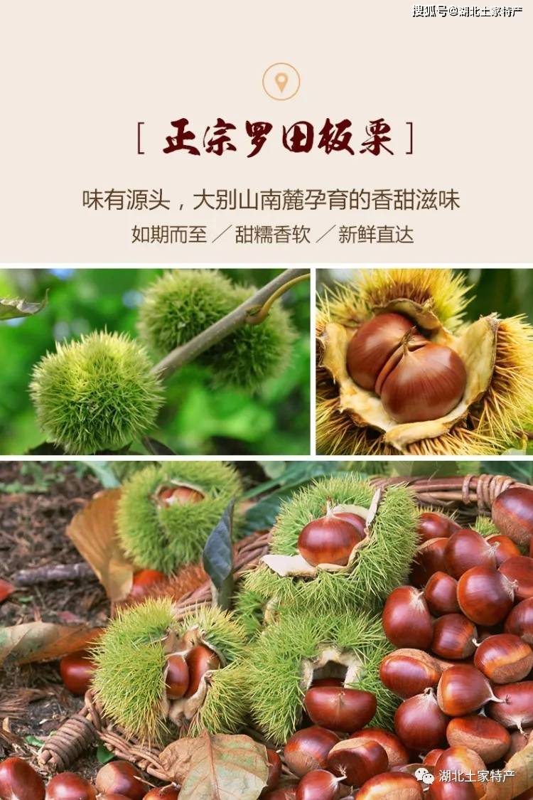 原创湖北特产‖舌尖上的黄冈之罗田板栗