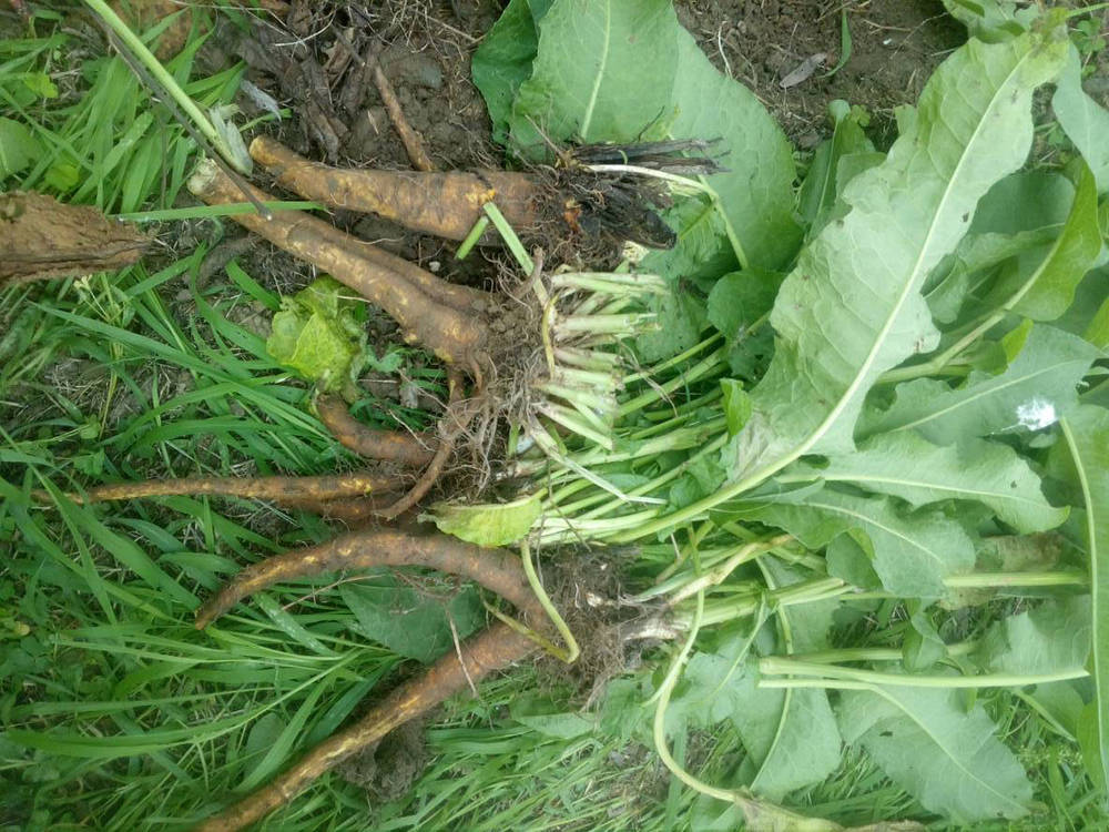 俗称野菠菜曾是民间极品野菜因根含黄金而价值珍贵