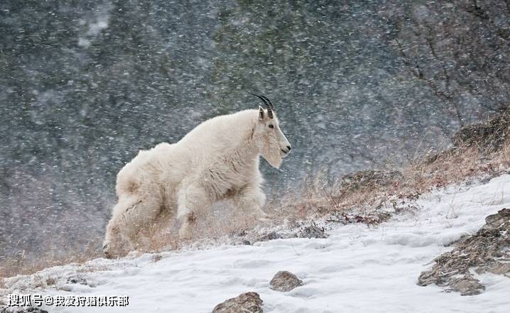 前几年我们在加拿大bc省狩猎雪羊故事