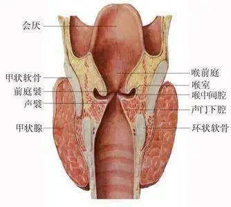喉结图片结构图图片