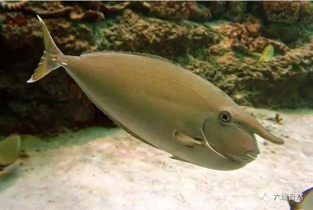 原创像长有长鼻子的一种鱼,突角鼻鱼长得越大,长鼻子就越明显!