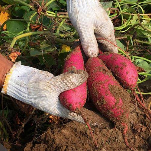 沙地红蜜薯——香甜软糯,健脾养胃!