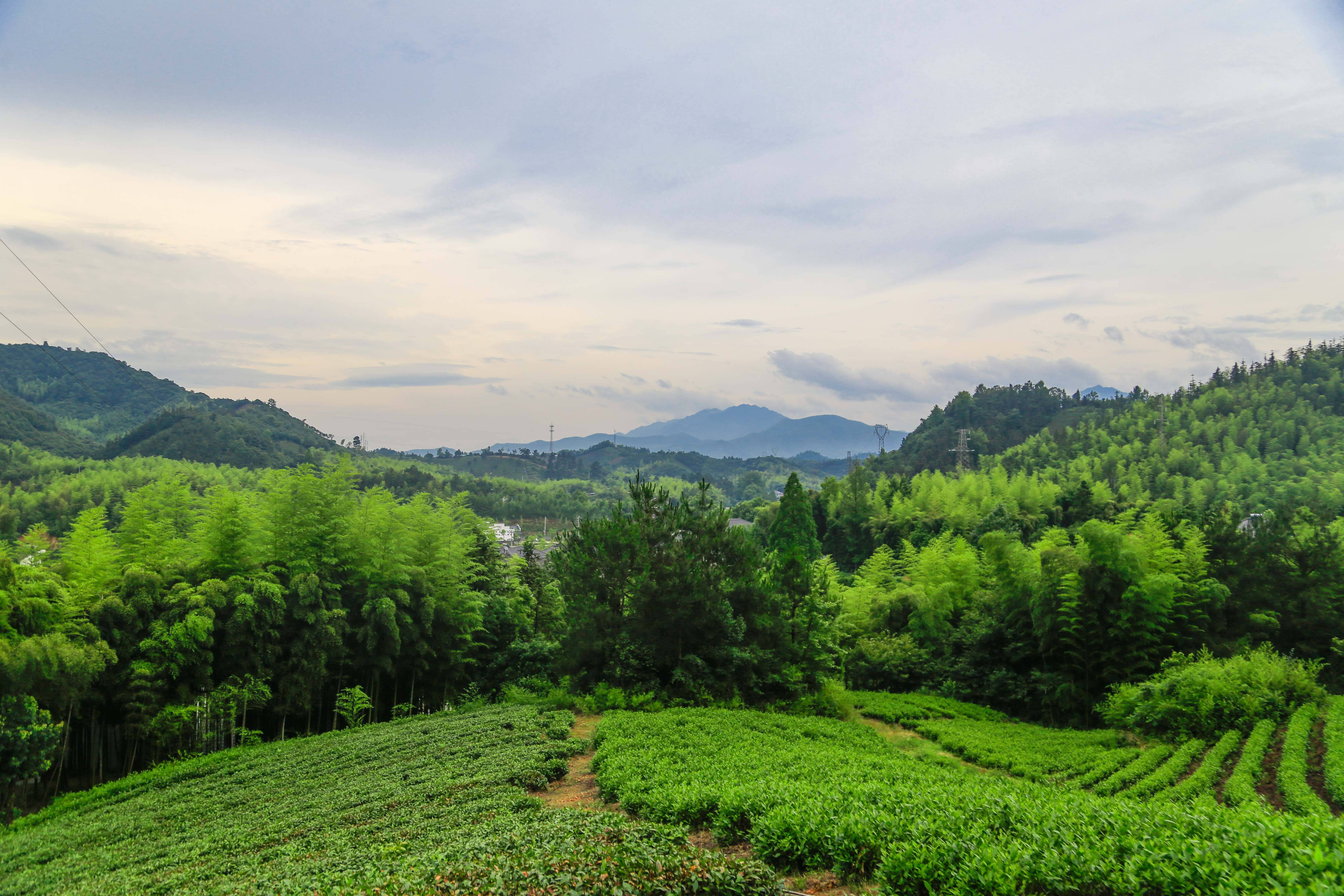 安吉茶山风景图片图片
