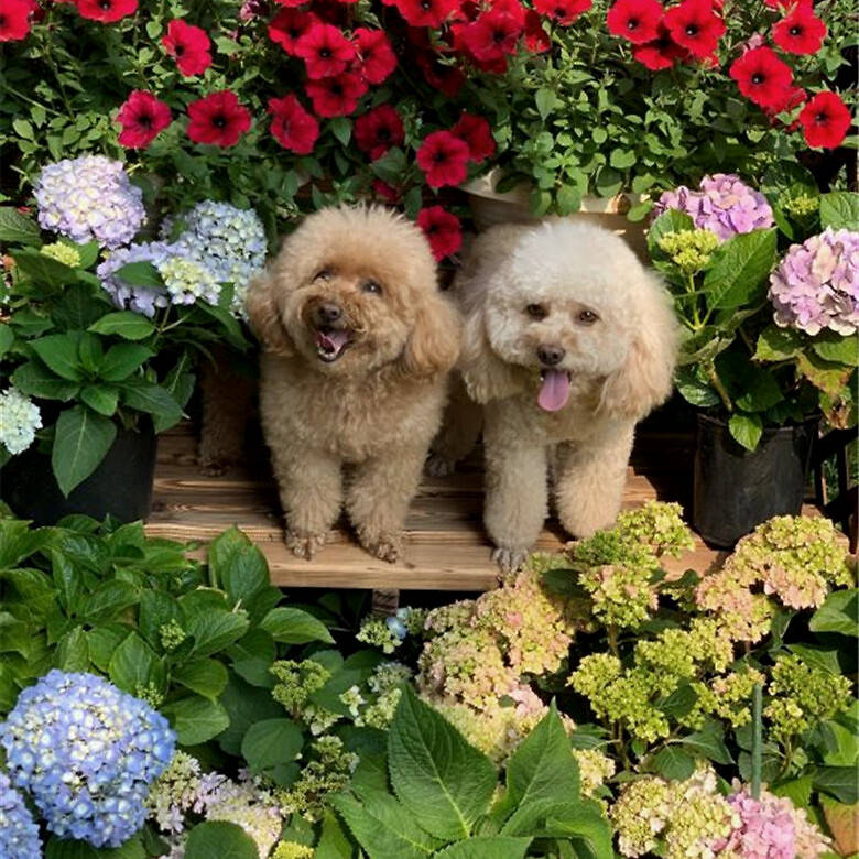 夏天养绣球花掌握小技巧花儿还能多开几个月