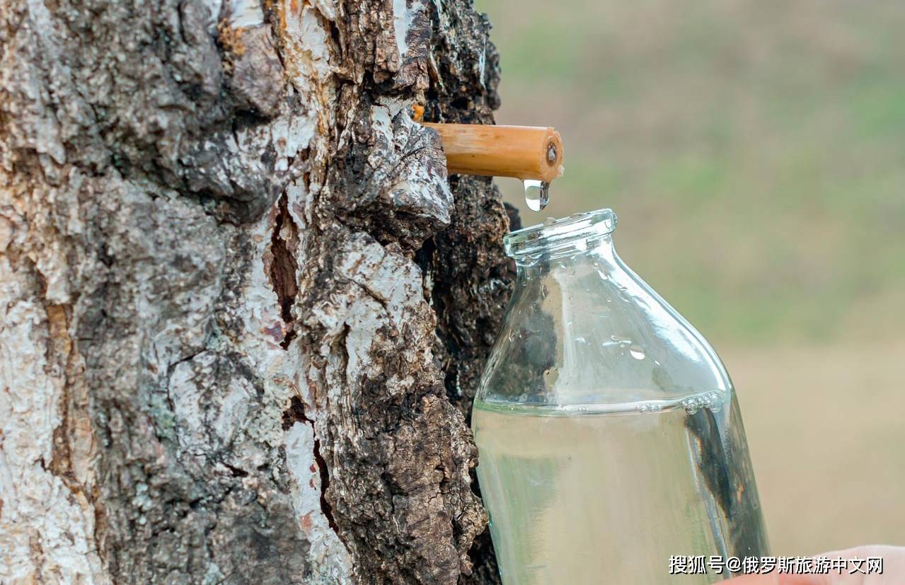 趣罗斯:象征着俄罗斯的白桦树,有何独特之处?