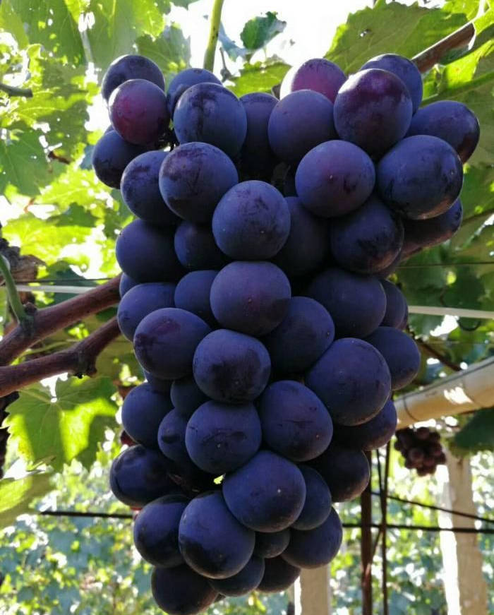 教你三招,轻松挑葡萄!