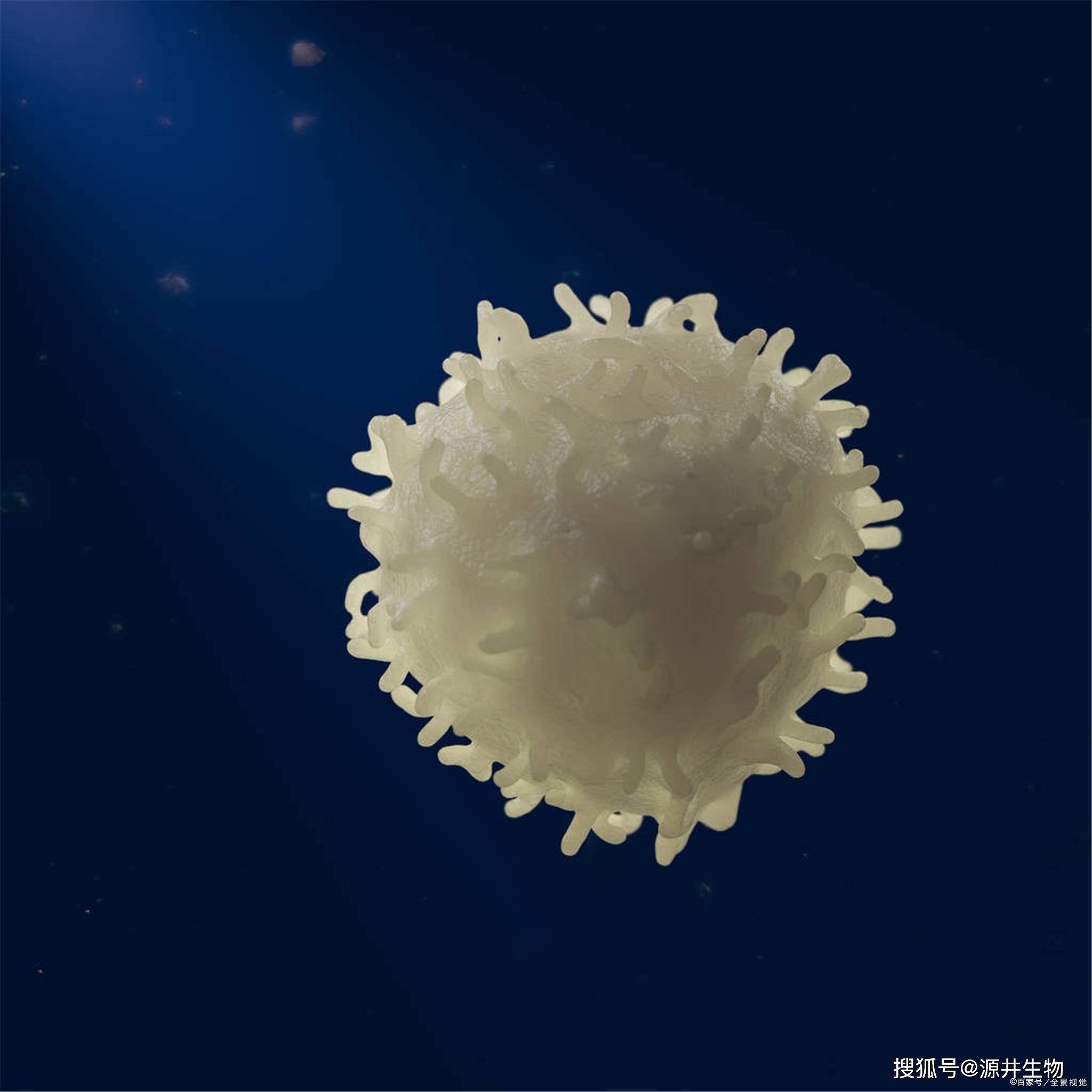 construction of stable cdc25c knockout hela cell strains usig