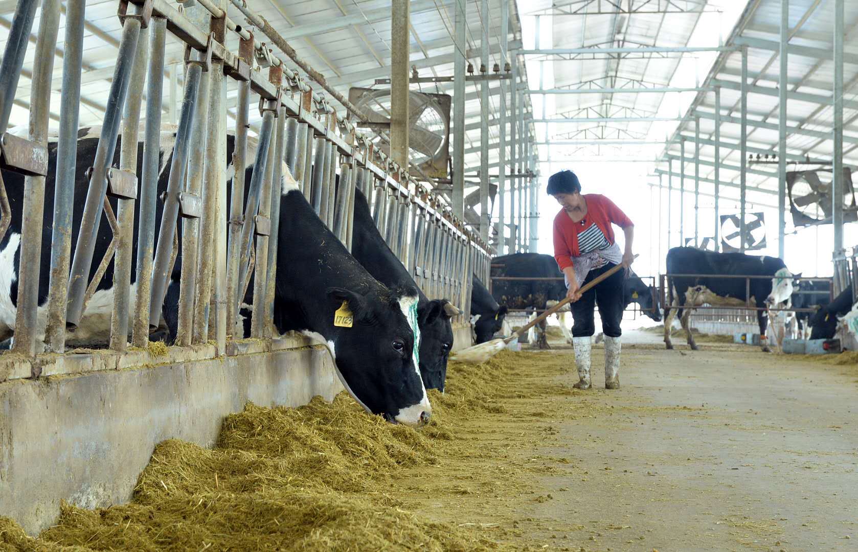 亚奥特乳业抓好源头做好奶共克时艰有担当