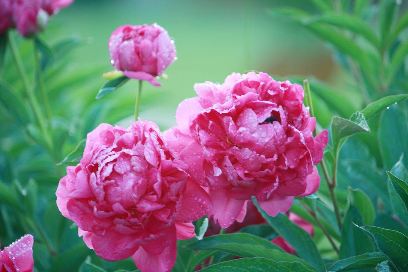 端午记怀(七律六首)||香草雅集_手机搜狐网