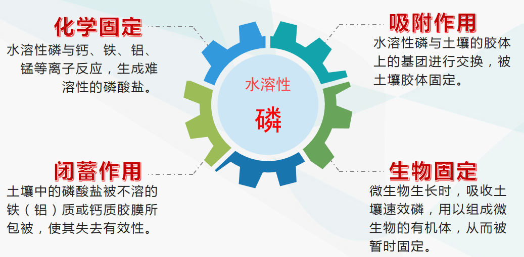 微生物生长时,吸收土壤速效磷,用以组成微生物的有机体,从而被暂时