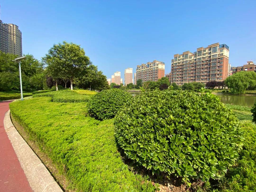生长迅速,市园林绿化中心的管护经理和园林工人们抢抓时间节点,对绿篱