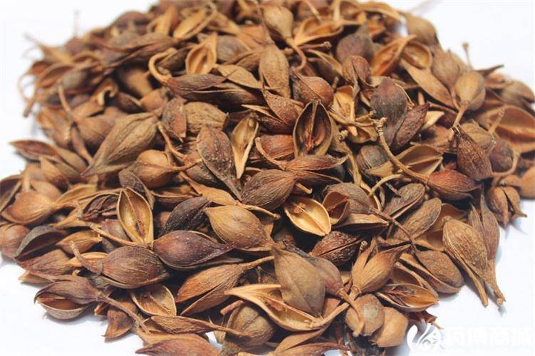 抗疫古方今用之银翘散