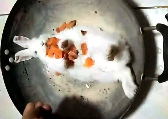 原创主人装把兔子放锅里煮,放好食材要加水时,让人傻眼的一幕发生了