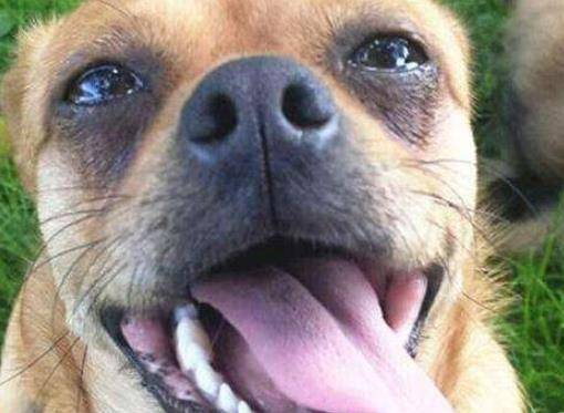 自然界里面长舌头的动物你都知道吗?