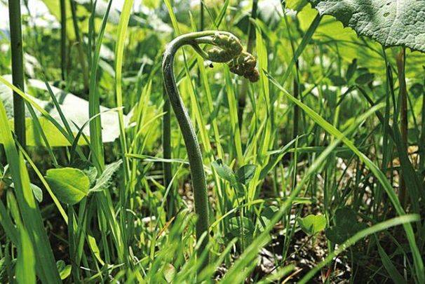 原创野菜中的"4大金刚",不仅能排毒消炎,还有更多好处找上你!